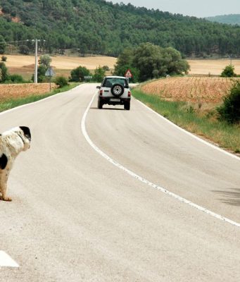 Dalla Polizia un nuovo video contro l’abbandono degli animali