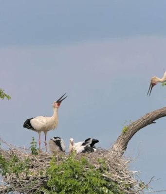 Cina: fine stagione riproduttiva delle cicogne bianche orientali nello Heilongjiang