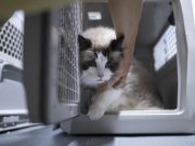 Cina: Hubei, animali domestici viaggiano su treni ad alta velocità