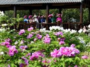 Cina: Shandong, scopriamo Heze, capitale cinese delle peonie