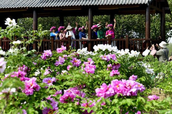 Cina: Shandong, scopriamo Heze, capitale cinese delle peonie (2)