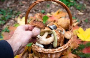 Funghi, tornano i micologi Ats: controlli gratis per i cittadini