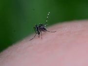 L’appello di Ats e Comune: “Lasciate le zanzare senz’acqua”