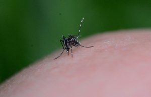 L’appello di Ats e Comune: “Lasciate le zanzare senz’acqua”