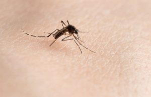 Secondo caso sospetto di Dengue. Questa volta in via Ugoni