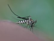 Sospetto caso di Dengue a Brescia. Scatta la disinfestazione