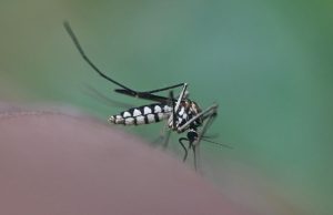 Sospetto caso di Dengue a Brescia. Scatta la disinfestazione