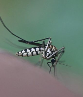 Sospetto caso di Dengue a Brescia. Scatta la disinfestazione