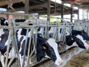 Ventilatori, doccette e dieta non bastano. Cala la produzione di latte