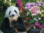 Cina: celebrazione dei compleanni dei panda Shuangxin e Hexing a Xining
