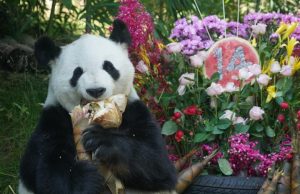 Cina: celebrazione dei compleanni dei panda Shuangxin e Hexing a Xining