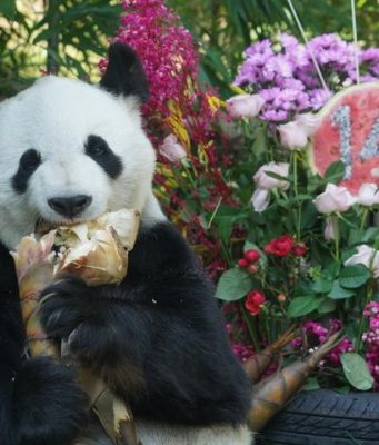 Cina: celebrazione dei compleanni dei panda Shuangxin e Hexing a Xining
