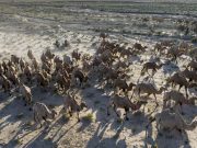 Cina: migrazione estiva dei cammelli ad Aksay nel Gansu