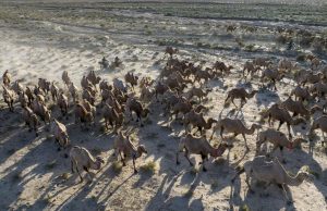 Cina: migrazione estiva dei cammelli ad Aksay nel Gansu