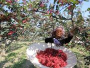 Cina: Gansu, contea Gangu sviluppa industria del pepe del Sichuan
