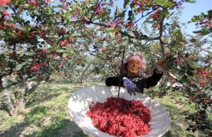 Cina: Gansu, contea Gangu sviluppa industria del pepe del Sichuan