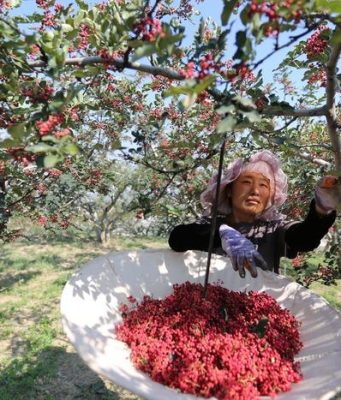 Cina: Gansu, contea Gangu sviluppa industria del pepe del Sichuan