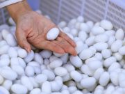 Cina: Xinjiang, Wusu sviluppa produzione di seta di gelso