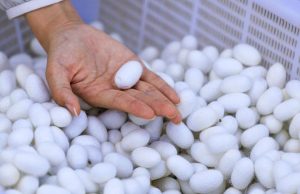 Cina: Xinjiang, Wusu sviluppa produzione di seta di gelso