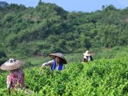 Cina: coltivazione delle piantagioni di tè di vite a Laifeng