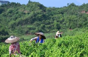 Cina: coltivazione delle piantagioni di tè di vite a Laifeng