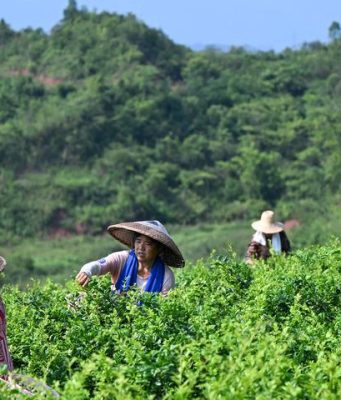 Cina: coltivazione delle piantagioni di tè di vite a Laifeng