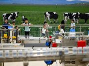 Cina: sviluppo di alta qualità dell’industria lattiero-casearia nella Mongolia Interna