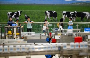 Cina: sviluppo di alta qualità dell’industria lattiero-casearia nella Mongolia Interna