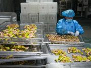 Cina: Shandong, raccolta di fichi a Xintai