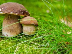 A Brescia un corso per scoprire il mondo dei funghi