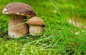 A Brescia un corso per scoprire il mondo dei funghi