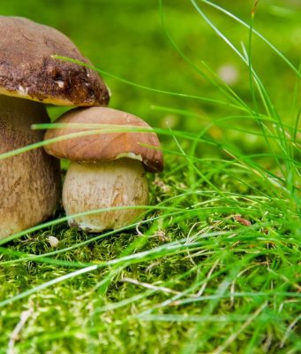 A Brescia un corso per scoprire il mondo dei funghi