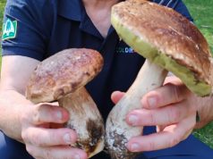 Porcini e non solo, scattata la raccolta dei funghi. Il vademecum di Coldiretti