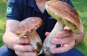 Porcini e non solo, scattata la raccolta dei funghi. Il vademecum di Coldiretti