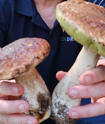 Porcini e non solo, scattata la raccolta dei funghi. Il vademecum di Coldiretti
