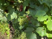 Sarà un’annata di qualità per il vino bresciano, viticoltori ottimisti