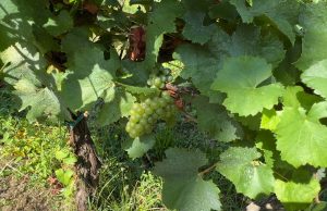 Sarà un’annata di qualità per il vino bresciano, viticoltori ottimisti