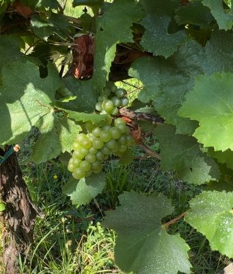 Sarà un’annata di qualità per il vino bresciano, viticoltori ottimisti