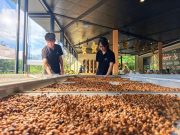 Cina: industria del caffè a Pu’er nello Yunnan