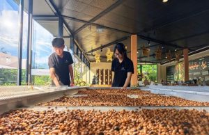 Cina: industria del caffè a Pu’er nello Yunnan