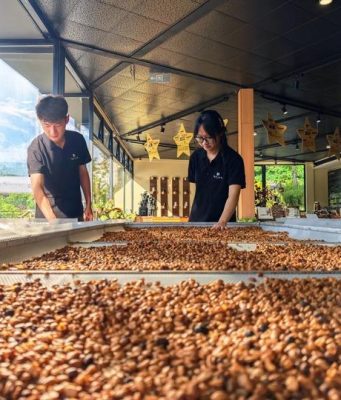 Cina: industria del caffè a Pu’er nello Yunnan