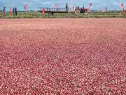 Cina: Heilongjiang, raccolta dei mirtilli rossi a Fuyuan