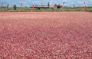 Cina: Heilongjiang, raccolta dei mirtilli rossi a Fuyuan