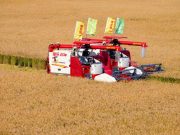 Cina: Heilongjiang, in corso raccolto autunnale