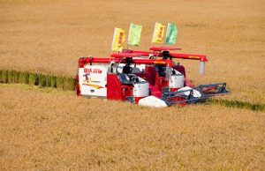 Cina: Heilongjiang, in corso raccolto autunnale