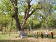 Cina: ospita 5,08 mln alberi antichi, famosi