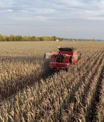 Come la Cina contribuisce a sicurezza alimentare mondiale sostenendo saldamente la propria “ciotola di riso”