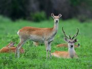 Cina: foresta pluviale di Hainan evidenzia sforzi del governo per conservazione ecologica