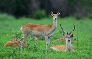 Cina: foresta pluviale di Hainan evidenzia sforzi del governo per conservazione ecologica