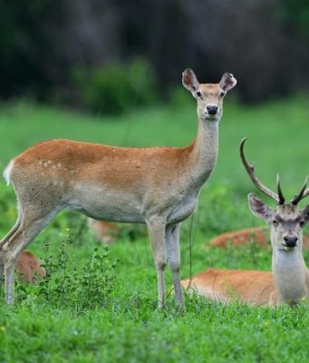 Cina: foresta pluviale di Hainan evidenzia sforzi del governo per conservazione ecologica
